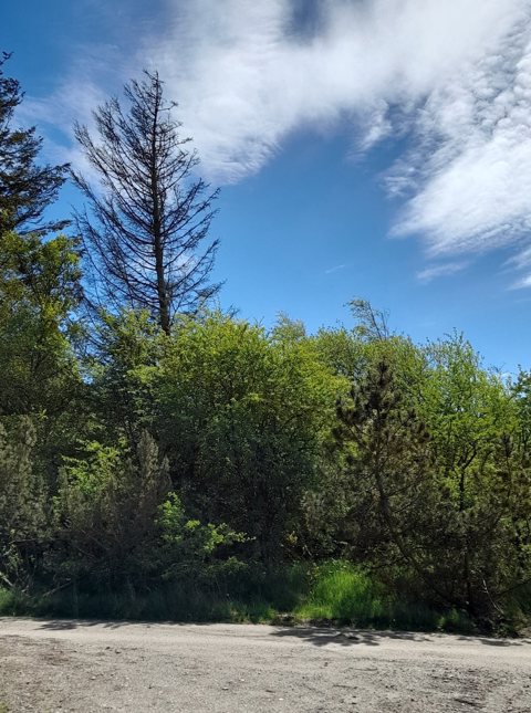 Mulighedsrig sommerhusgrund på 1.209 m2. i Trend